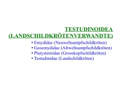 Testudinoidea (Landschildkrötenverwandte)